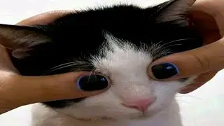 Funny Car video