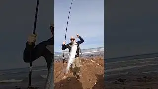 Doble. Pejerrey panzón y pejerrey escardón. Pesca de mar #pesca #pejerrey #mar