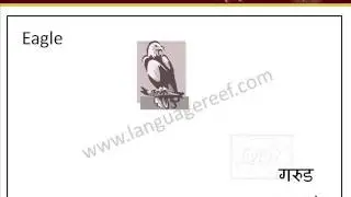 Learn marathi birds picture dictionary