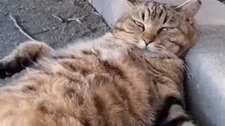 Улетные приколы с котами, которые заставят вас смотреть по 100 раз