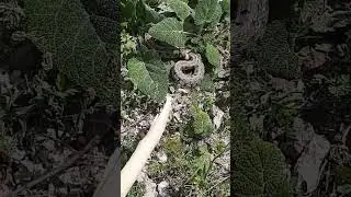 Piknikte Yılanla Karşılaştım🗣