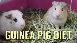 Guinea Pig Diet || Myperfectpetworld