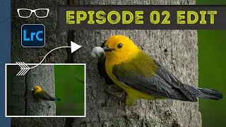 My Lightroom editing workflow + tips for editing wildlife | Episode 02