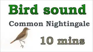 Bird sound #7 - Common Nightingale
