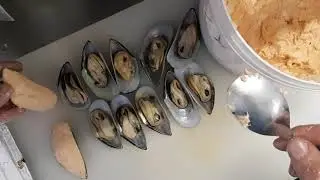 ММИДИ ДЮЖИНА РАКУШКИ!
