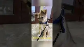 Клиентка спасла сбитого щенка #shortsclip #shortscraft