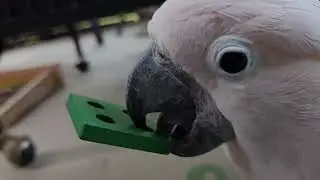Cockatoo Deck Fun??