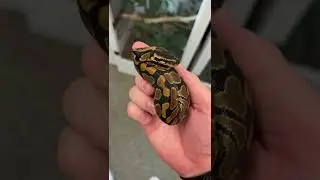 Baby Ball Python Clutch UPDATE! #shorts #animals #reptiles #snakes #baby #ballpython #eggs