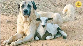 This Lamb Protects a Giant Kangal Dog Like a Father, Their Bond Is Beyond Friendship