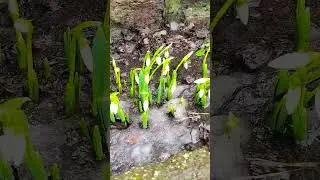 Подснежники на даче