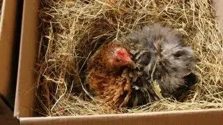 Raising Organic Quail, Sitting eggs tips & strategies. Couvaison des cailles. Incubar de  codornices