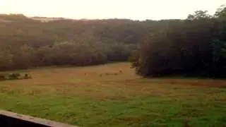 deers having their breakfast at dawn