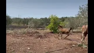 خيل اصيل مهره عربيه اصيله حالات واتس خيل #shorts #خيل #reals #horse #حالات_واتس #حصان #خيل_عربي_اصيل
