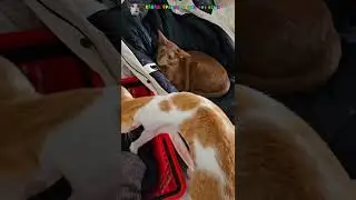Гнездования у Шанюни 🪹☺️ #shorts #cat #comedy #funny