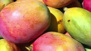 Манго 🥭 немного про уход