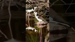 Black-necked Stilt #shorts  #birds