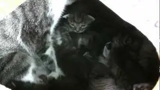 Кисы Кременчук 2