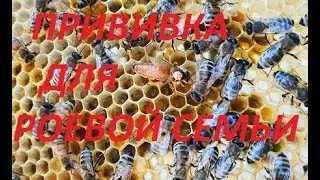 Прививка в роевую семью.