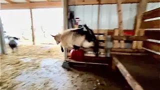 Just a silly fun Friday with the goats | Teens acting like babies | Mamas fussing, fightin, & biting
