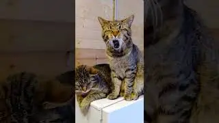 Близнецы.🐅🐅