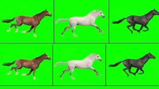Green screen horse running video (no copyright) || Horse Green Screen copyright free | Horse Running