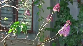 Сирень решила, что весна, и зацвела опять