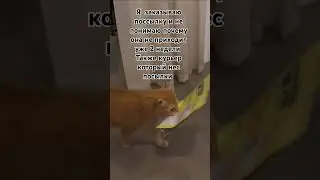 #шайлураптор #индоминусяйца