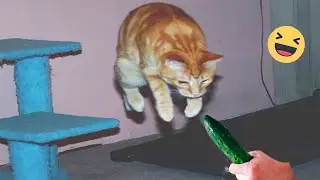 Try Not To Laugh Cats And Dogs Videos 😁 - Best Funniest Animals Video 2024 #4