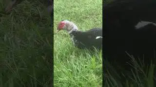 Muscovy Duck in West Palm Beach