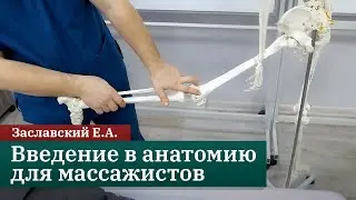 Introduction to Anatomy for Massage Therapists. E.A. Zaslavsky