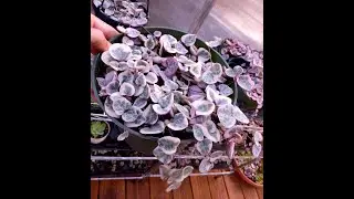 Variegated String Of Hearts in 6