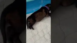 4 Day Old Sable German Shepherd Puppies