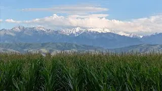 Плов получился 😋, еще бы до дождя успели вообще 😎 было бы!!! #плов #corn #nature