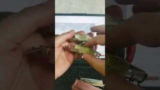Серебрянная рыбка светящий воблер из СССР 