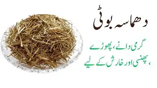 Damasa boti ke fayde | دھماسہ بوٹی کے فوائد