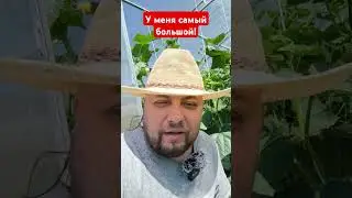 у меня самый большой огурец #изумрудныйпоток #китайскиеогурцы #дача #огород #огурцы #такиеогурцытоль