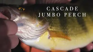 Cascade Jumbo Perch