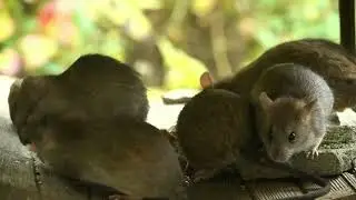 Невгамовні Гризуни/Restless Rodents