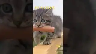 I'M GOING TO A FRIEND. What endurance have dogs!🔥🔥🔥#shorts #kitten
