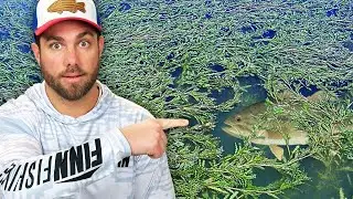 FISHING When There Is TOO MUCH COVER