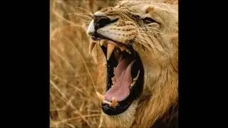 Heart Of A Lion
