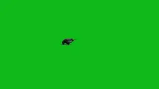 Bird 🐦 green screen cartoon characters