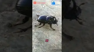 ¿sabes cuántas especies de escarabajos existen? #viral #curiosidades #education #animals #shorts