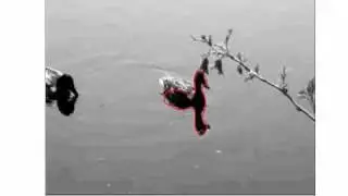 CPSC525: Object Tracking in Video Using Particle Filtering and Symmetry