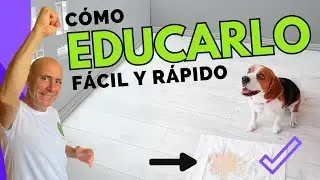 Cómo ENTRENAR a tu CACHORRO RAPIDO (Resultados desde 1r día!!)