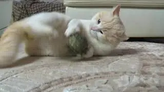 How to Play with Your Cat. Кот играет с мячом.