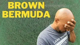 Bermuda turning brown, lawn diseases, too much rain very little sun