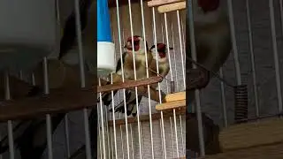 Beautiful goldfinch