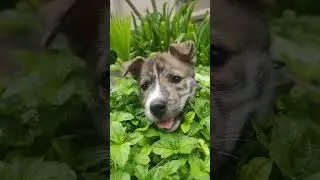 Happy Dog | #kids #kidssong #rhymes #nurseryrhymes
