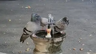 Pigeon Pool Party (A fountain in Tbilisi)